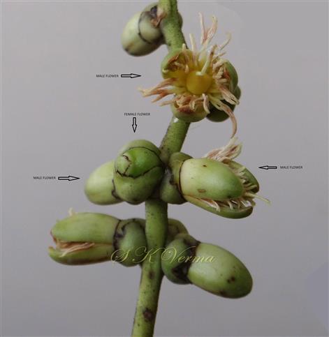 Male and Female flowers